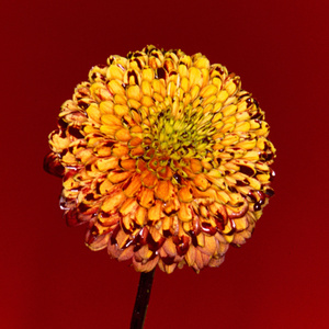 欧美黑人一级爽快片婬片高清
